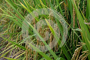 Autumn paddy fields are in the countryside