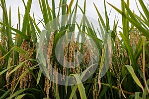 Autumn paddy fields are in the countryside