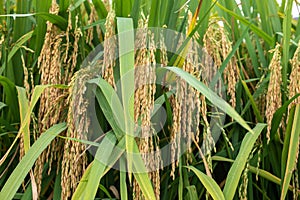 Autumn paddy fields are in the countryside