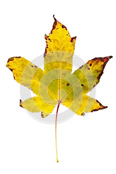 Autumn painting, Autumn maple leaves, Solitary leaf on white background, different colors.