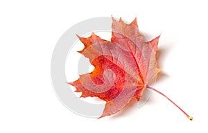 Autumn painting, Autumn maple leaves, Solitary leaf on white background, different colors. Yellow, red, burgundy, green, orange,
