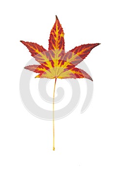 Autumn painting, Autumn maple leaves, Solitary leaf on white background, different colors.