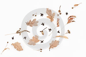 Autumn pale pattern, oak leaves, acorns