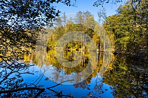 Autumn panorama of mixed forest thicket at Czarne Jeziorka Black Pond peat bog reserve in Mazowiecki Landscape Park in Poland
