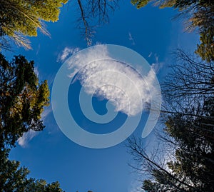 Autumn panorama,   trees in the forest, in the park area of the city