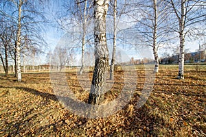 Autumn panorama, trees in the forest, in the park area of the city