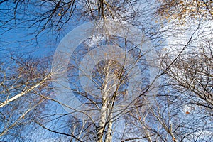 Autumn panorama,  trees in the forest, in the park area of the city