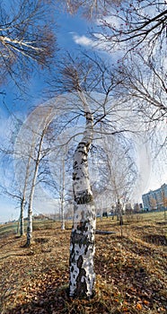 Autumn panorama,   trees in the forest, in the park area of the city