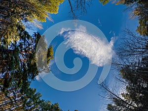 Autumn panorama,   trees in the forest, in the park area of the city