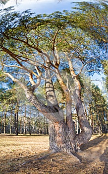 Autumn panorama,   trees in the forest, in the park area of the city