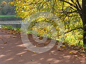 Autumn in the park - 1