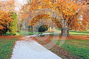 Autumn in park