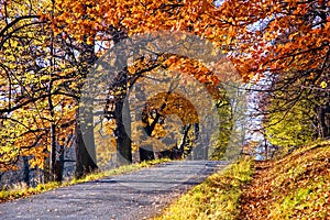 Autumn in park