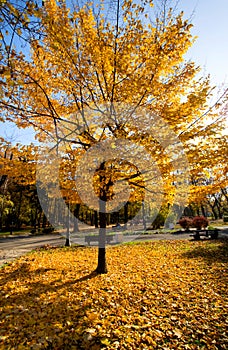 Autumn in park