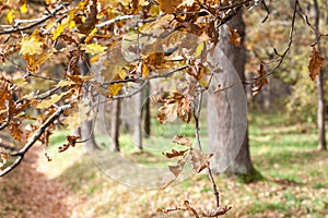 Autumn park abstract photo selective focus