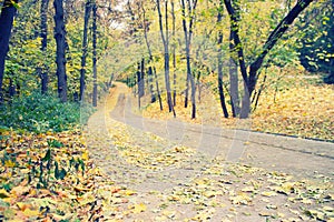 autumn park alley