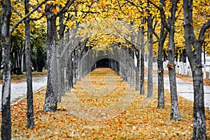 Autumn park alley