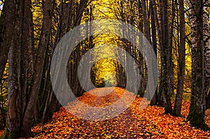 Autumn park alley. Bright autumn trees and orange autumn leaves.