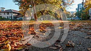 Autumn park alley with leaves