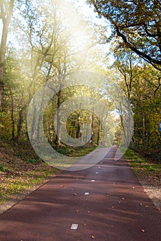 Autumn park alley walk road. The way in park with golden foliage and trees in fall season. Beautiful autumnal forest, beauty