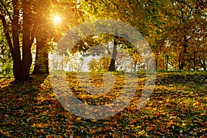 Autumn park background