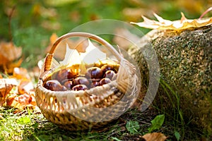 A basket with chestnuts