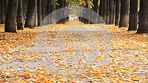 Autumn in the park. Beautiful alley with defoliation. Blurred road with cars in the end of alley