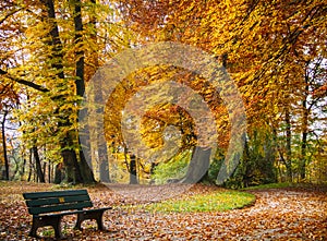 Autumn in the park. Beautiful Gold Foliage Trees with Bench. Calm Scene.