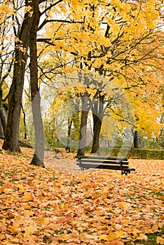 Autumn park with bench