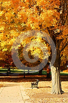 Autumn park. Bench under yellow maple tree