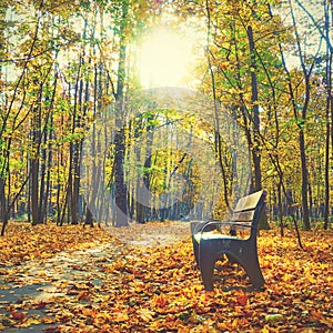 Autumn park -  Bench and yellow maple trees