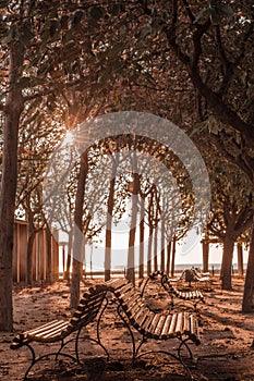 autumn park with benches, trees and dry leaves