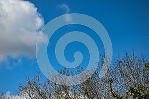 Autumn park with blue sky background and no leaf tree