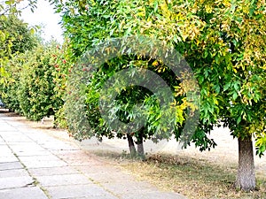 Autumn park, bright autumn trees