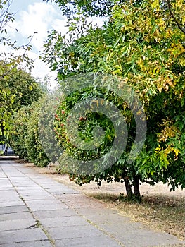 Autumn park, bright autumn trees on the alley against the blue sky