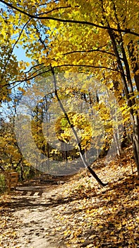 Autumn park in Canada at day time