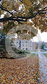 Autumn park in Canada at day time