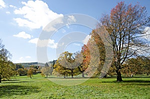 Jesenný park s čerešňou