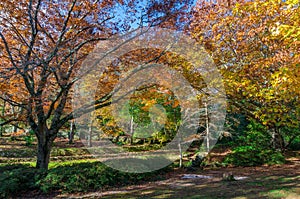 Autumn park with colorful foliage on the trees