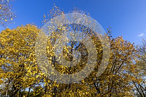 autumn park with colorful maple trees in sunny weather