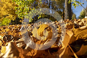 autumn park with colorful maple trees in sunny weather