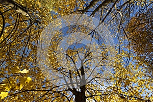 autumn park with colorful maple trees in sunny weather