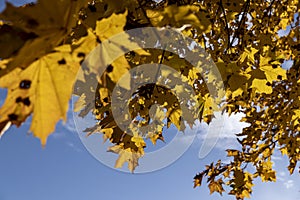 autumn park with colorful maple trees in sunny weather