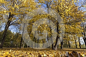 autumn park with colorful maple trees in sunny weather