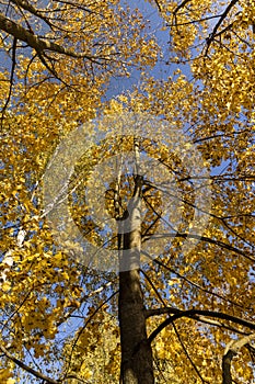 autumn park with colorful maple trees in sunny weather