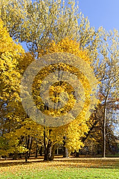 Autumn in the park, colorful trees