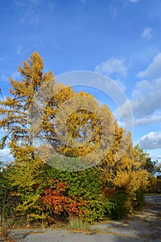 Autumn park with colorful woody group. Yellow larch trees and different bushes with green and red foliage