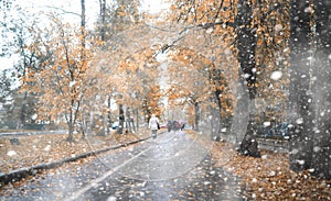 Autumn park in the first snow