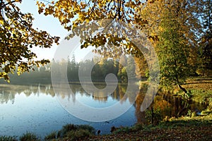 Autumn park in the early morning the lake is covered with fog on the shore of yellow trees