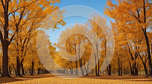 autumn in the park, fall colors in the park, autumn scene in the park, golden autumn seasone